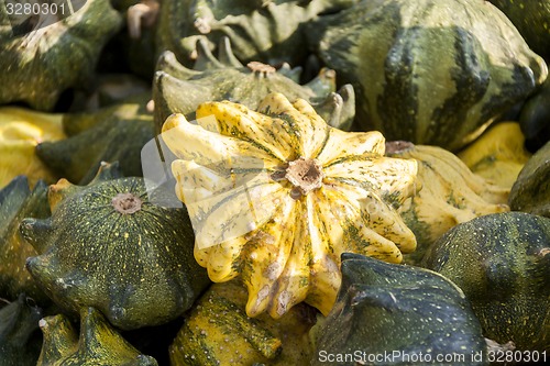 Image of Krönli Teufelskralle devils cucurbita pumpkin pumpkins from aut