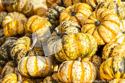 Image of Sweet Lightning Microwave cucurbita pumpkin pumpkins from autumn