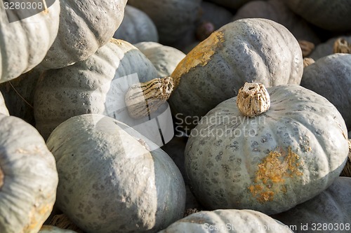 Image of Blue blauer Hokkaido cucurbita pumpkin pumpkins from autumn harv