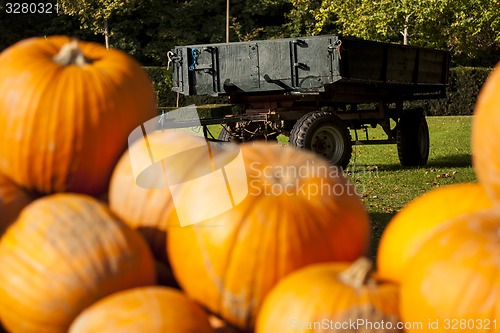 Image of Halloween big Halloween cucurbita pumpkin pumpkins from autumn h