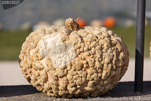 Image of Warzenkürbis Cucurbita Maxima pumpkin pumpkins from autumn harv