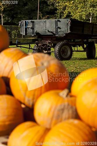 Image of Halloween big Halloween cucurbita pumpkin pumpkins from autumn h