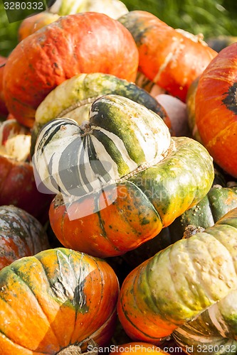 Image of Bischofsmütze Turk Turban cucurbita pumpkin pumpkins from autum