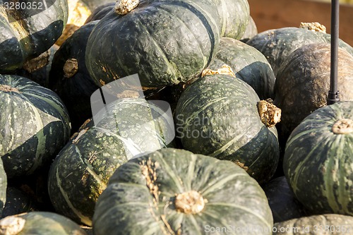 Image of Green Grüner Hokkaido cucurbita pumpkin pumpkins from autumn ha