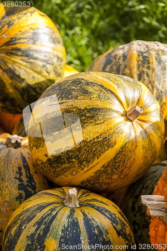 Image of Oil Lady Godiva cucurbita pumpkin pumpkins from autumn harvest 