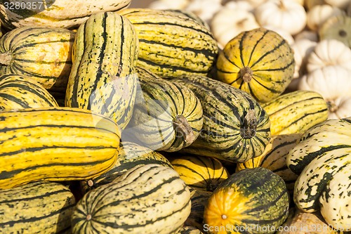 Image of Delicata sweet Potato cucurbita pumpkin pumpkins from autumn har