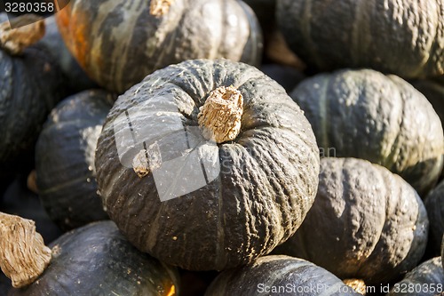 Image of Green Grüner Hokkaido cucurbita pumpkin pumpkins from autumn ha