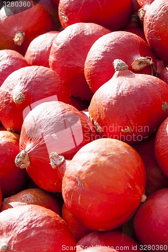 Image of red roter Hokkaido cucurbita pumpkin pumpkins from autumn harves