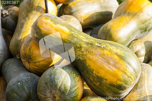 Image of Sonca cucurbita pumpkin pumpkins from autumn harvest