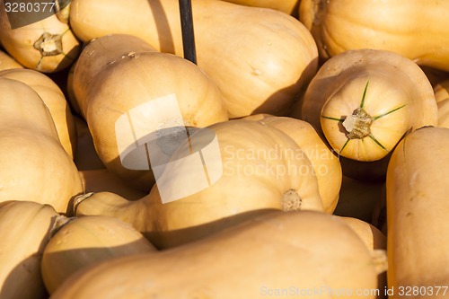 Image of Butternut Butternuss cucurbita pumpkin pumpkins from autumn harv