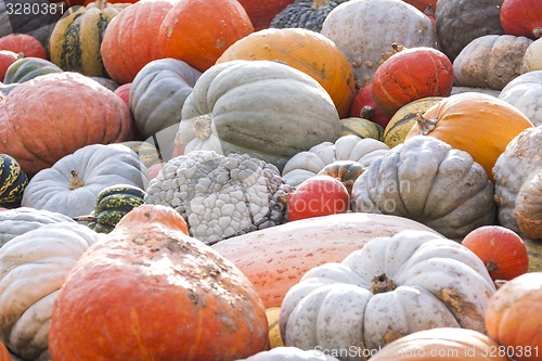 Image of Different maxima and pepo cucurbita pumpkin pumpkins from autumn