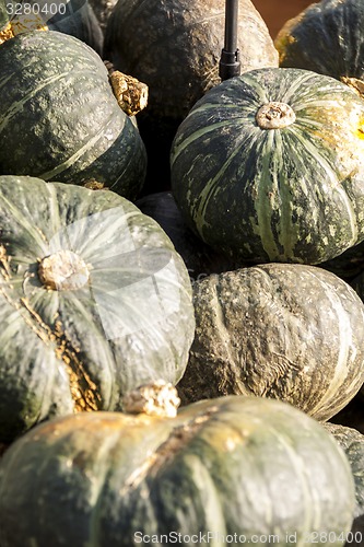 Image of Green Grüner Hokkaido cucurbita pumpkin pumpkins from autumn ha