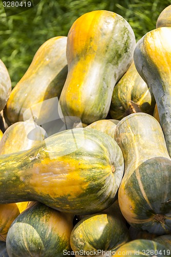 Image of Sonca cucurbita pumpkin pumpkins from autumn harvest