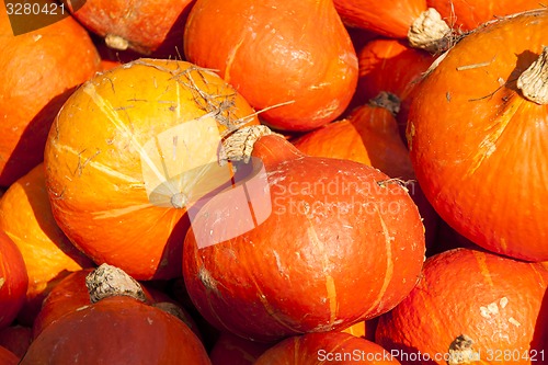 Image of red roter Hokkaido cucurbita pumpkin pumpkins from autumn harves