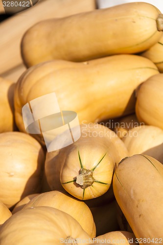 Image of Butternut Butternuss cucurbita pumpkin pumpkins from autumn harv