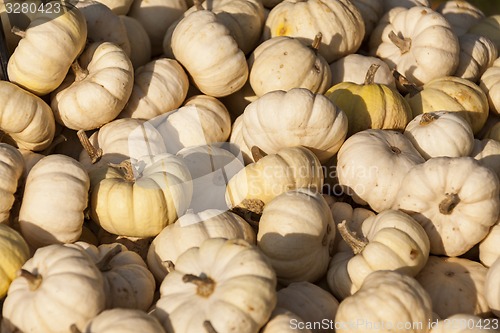 Image of Baby Boo White Mandarin cucurbita pumpkin pumpkins from autumn h