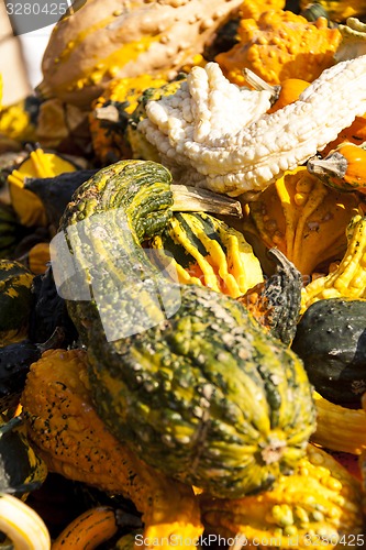 Image of decoration mini pumpkin cucurbita pumpkin pumpkins from autumn h