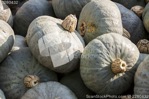 Image of Blue blauer Hokkaido cucurbita pumpkin pumpkins from autumn harv