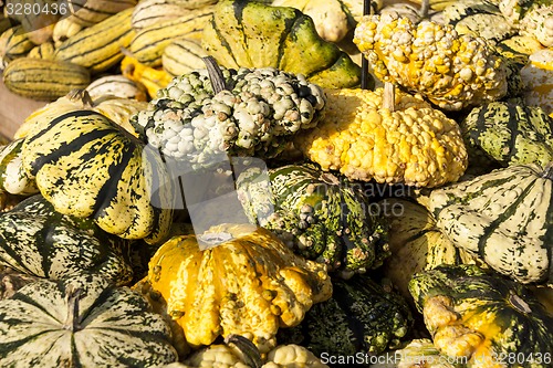 Image of Warted Patission cucurbita pumpkin pumpkins from autumn harvest