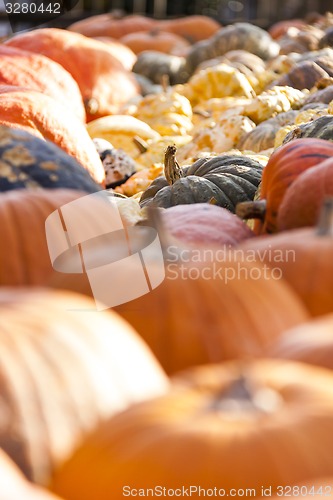 Image of Different maxima and pepo cucurbita pumpkin pumpkins from autumn