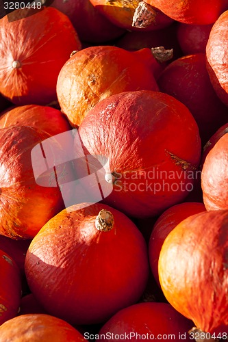 Image of red roter Hokkaido cucurbita pumpkin pumpkins from autumn harves