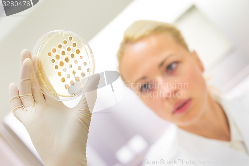 Image of Scientist observing petri dish.