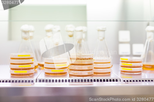 Image of Petri dish and Erlenmeyer flask.