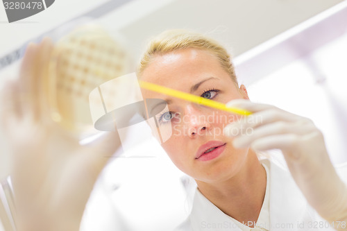 Image of Scientist observing petri dish.