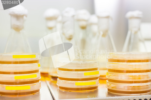 Image of Petri dish and Erlenmeyer flask.