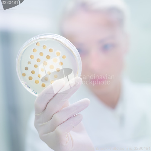 Image of Scientist observing petri dish.