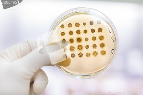 Image of Fungi grown on agar plate.