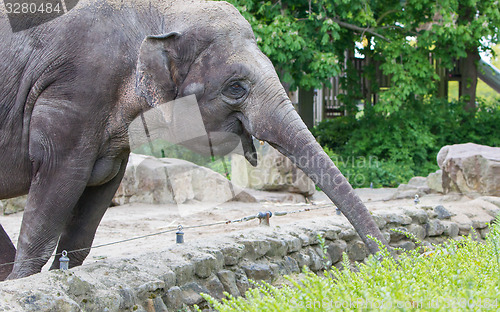 Image of Elephant reaching for the fresh green bushes