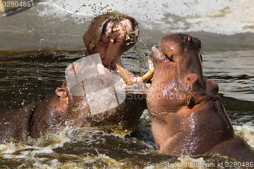 Image of Two fighting hippos (Hippopotamus amphibius)