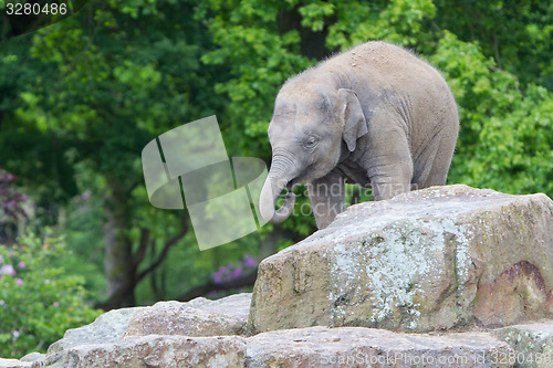 Image of Happy baby elephant