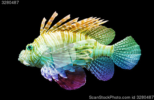 Image of Pterois volitans, Lionfish - Isolated on black