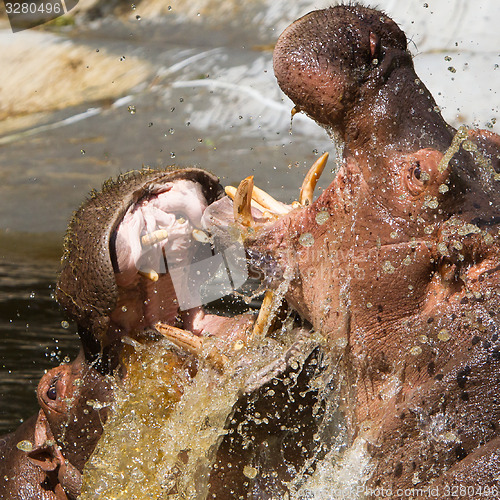 Image of Two fighting hippos (Hippopotamus amphibius)