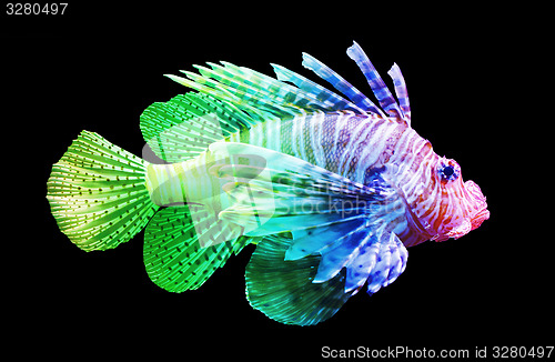 Image of Pterois volitans, Lionfish - Isolated on black