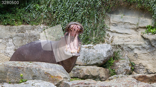 Image of Hippopotamus with opened mouth