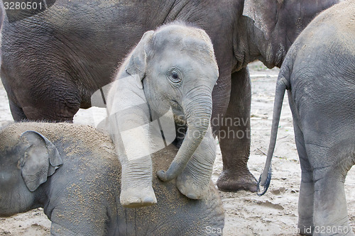 Image of Two baby elephants playing in the sand