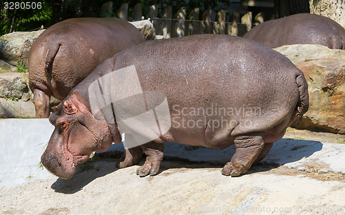 Image of Large hippo (hippopotamus) 
