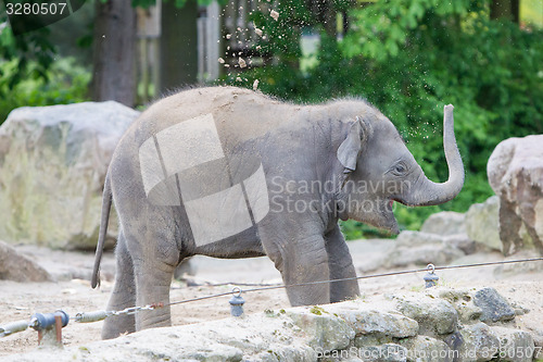 Image of Baby elephant playing
