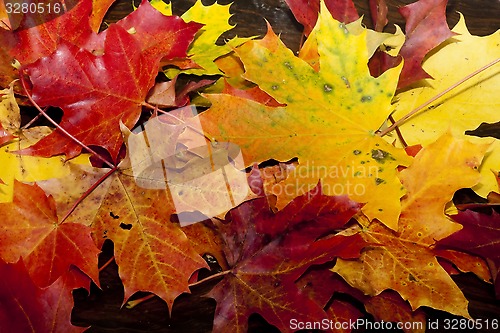 Image of fall leaves