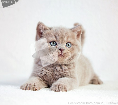 Image of portrait of british short hair kitten