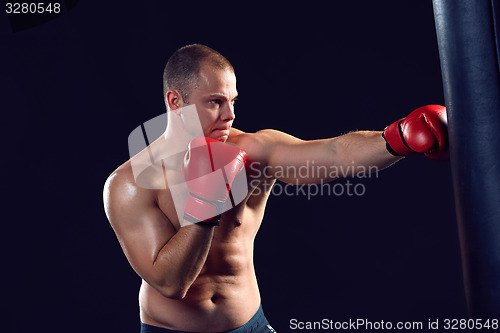 Image of Young Boxer boxing 