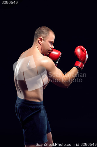 Image of Young Boxer boxing 