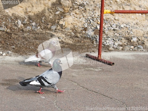 Image of Two pigeons on the asphalt