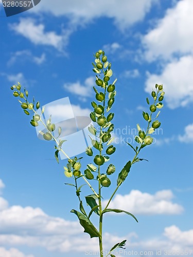 Image of Field Pennycress plant