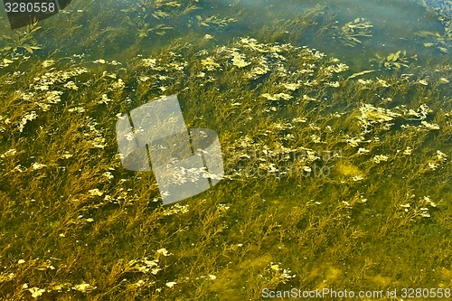 Image of Overgrown river bottom