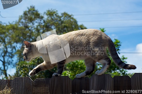Image of tomcat walking on fence