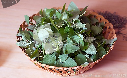 Image of wicker bowl of fresh catnip on counter